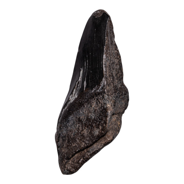 Real Megalodon Tooth - Half