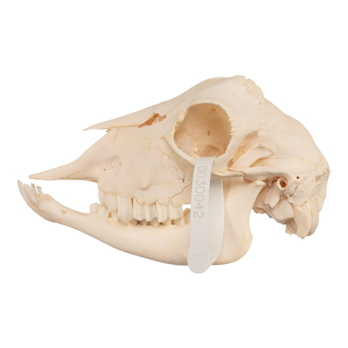 Real Domestic Goat Skull - Polled