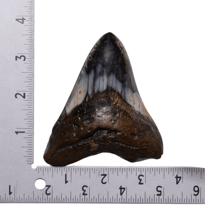 Real Megalodon Tooth