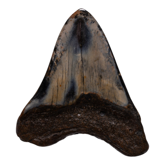 Real Megalodon Tooth