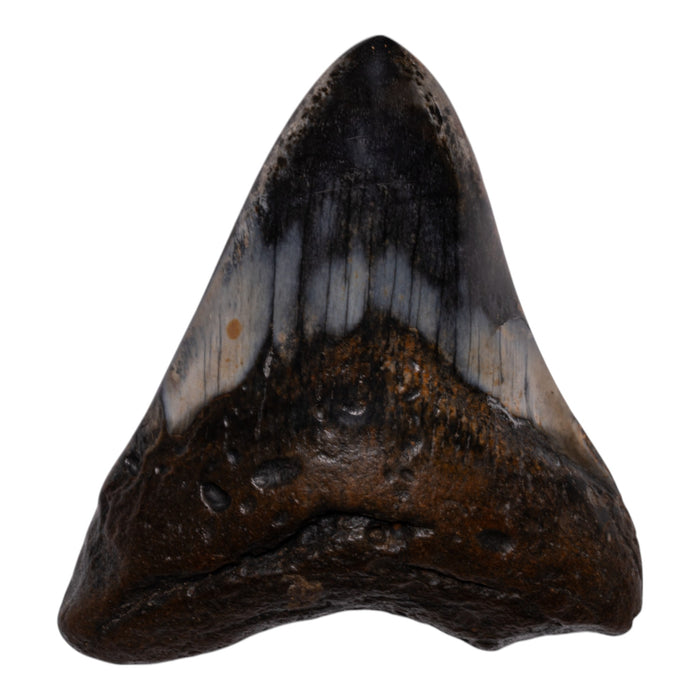 Real Megalodon Tooth