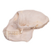 Real Greater Spot-nosed Monkey Skull