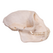 Real Greater Spot-nosed Monkey Skull