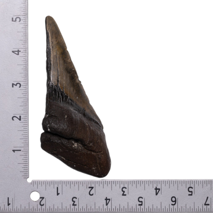 Real Megalodon Tooth - Half