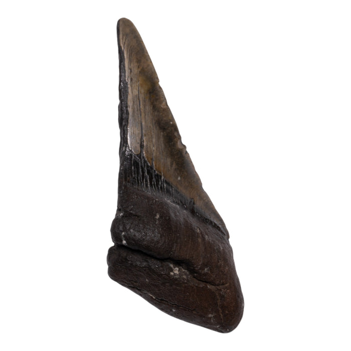 Real Megalodon Tooth - Half