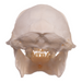 Real Greater Spot-nosed Monkey Skull