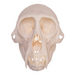 Real Greater Spot-nosed Monkey Skull