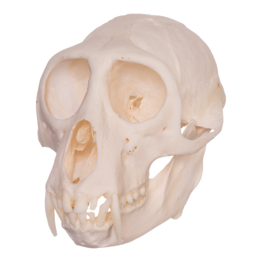 Real Greater Spot-nosed Monkey Skull