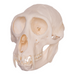 Real Greater Spot-nosed Monkey Skull