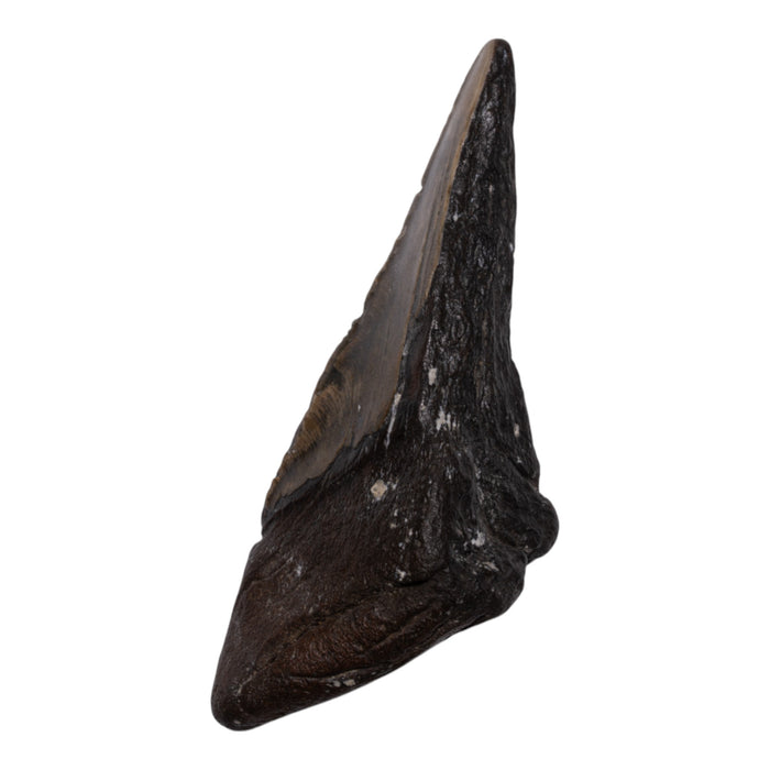 Real Megalodon Tooth - Half