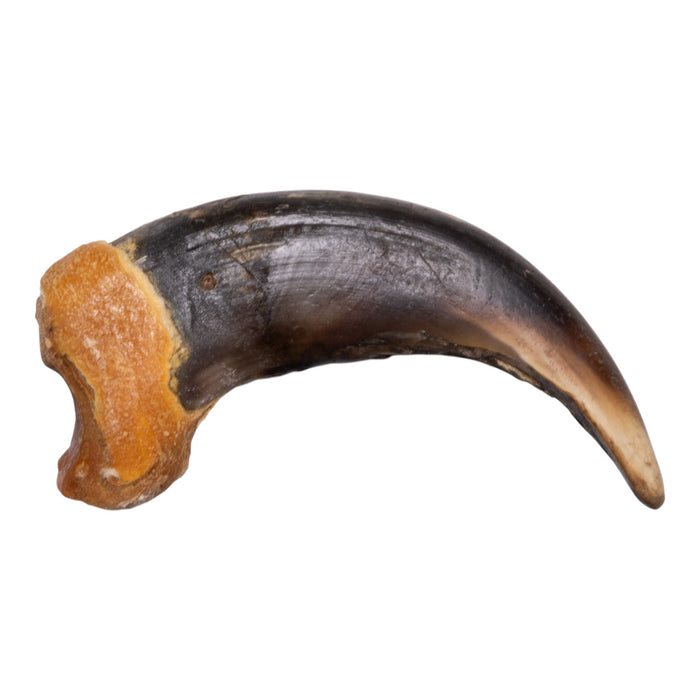 Real Grizzly Bear Claw - Premium