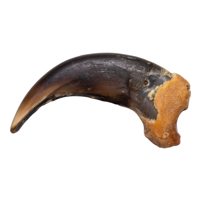 Real Grizzly Bear Claw - Premium