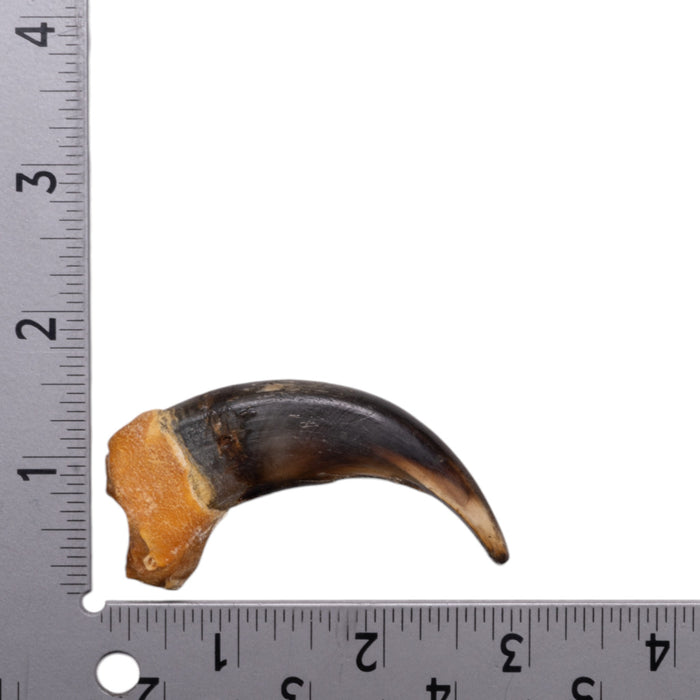 Real Grizzly Bear Claw - Premium