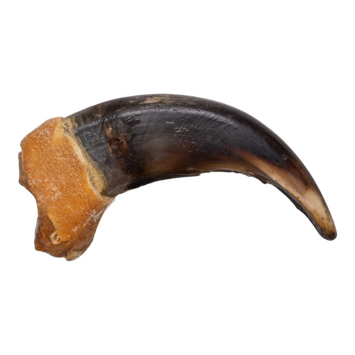 Real Grizzly Bear Claw - Premium