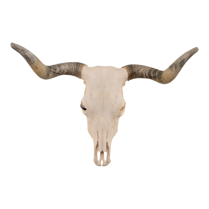 Real Longhorn Skull