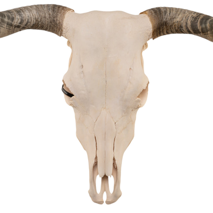 Real Longhorn Skull