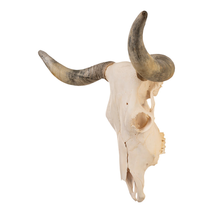 Real Longhorn Skull