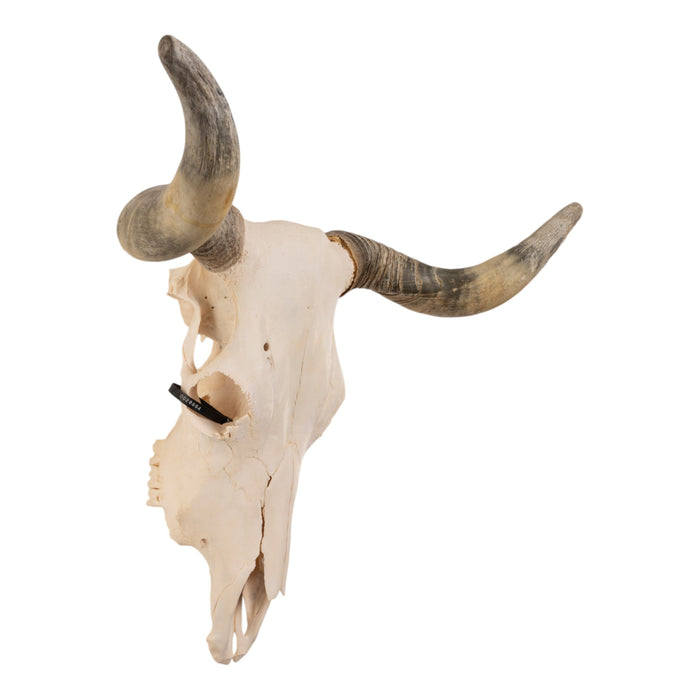 Real Longhorn Skull