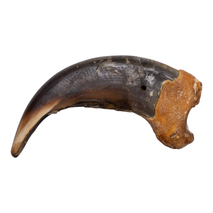 Real Grizzly Bear Claw - Premium