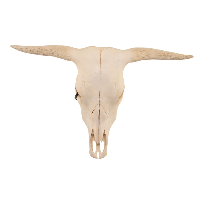 Real Domestic Cow Skull