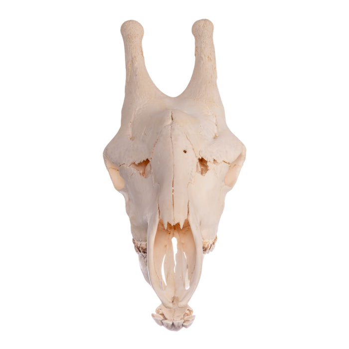 Real Southern Giraffe Skull