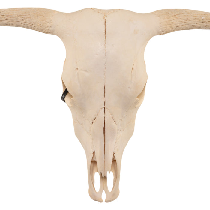 Real Domestic Cow Skull