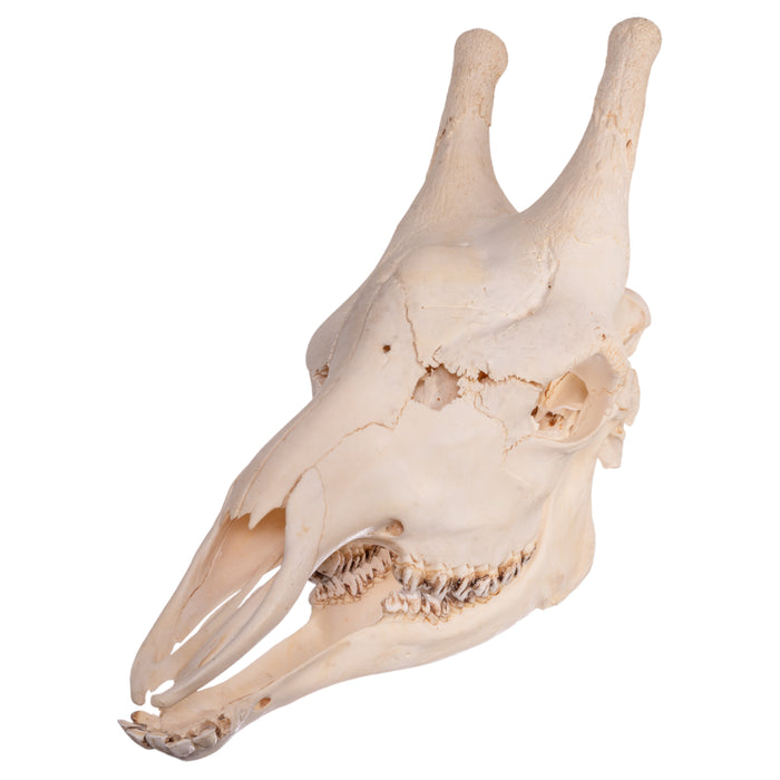 Real Southern Giraffe Skull