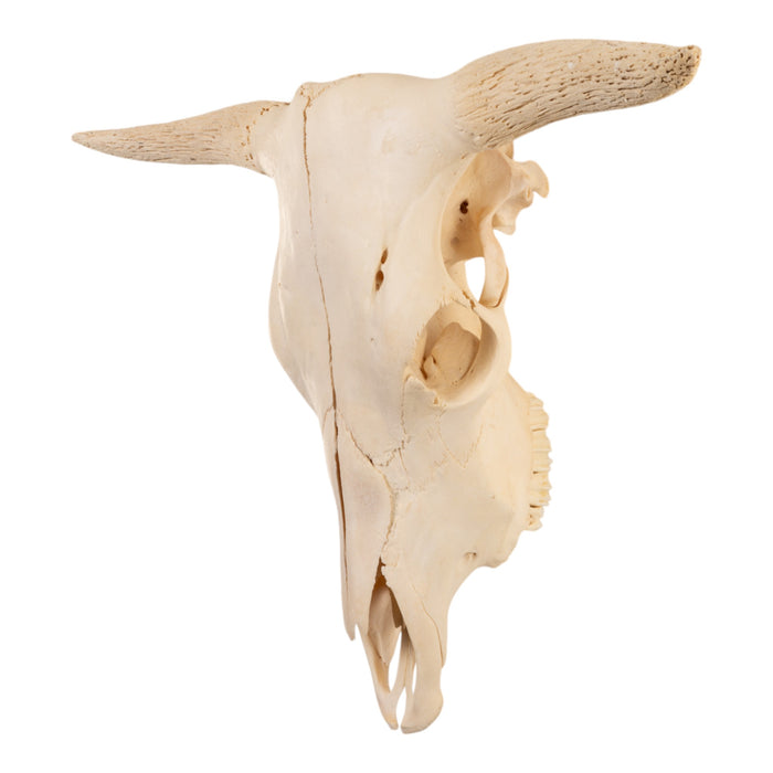 Real Domestic Cow Skull