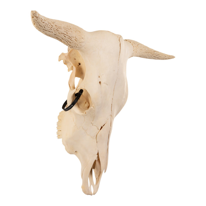 Real Domestic Cow Skull