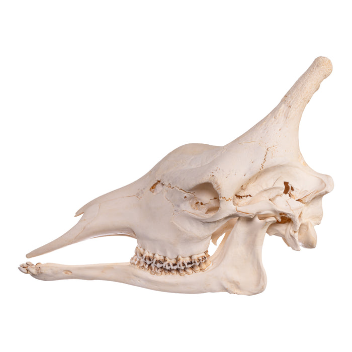 Real Southern Giraffe Skull