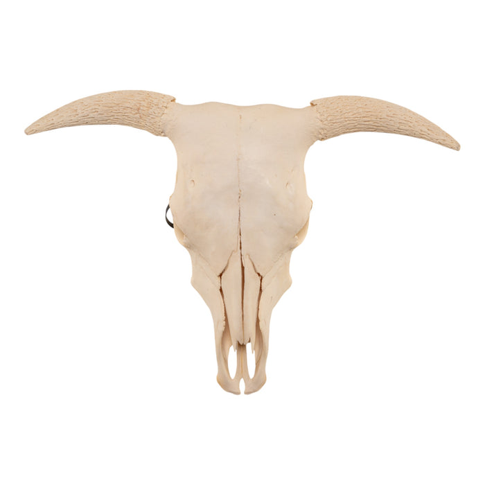 Real Domestic Cow Skull without Horns