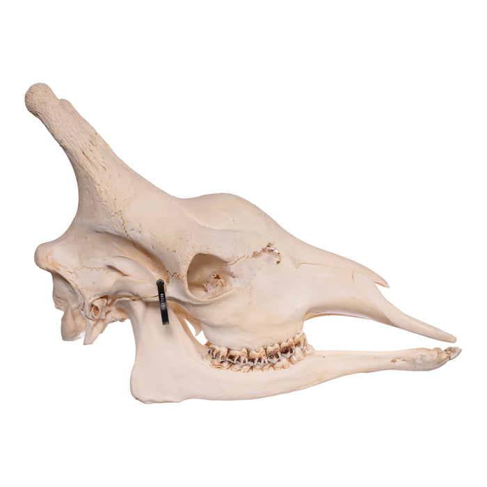 Real Southern Giraffe Skull