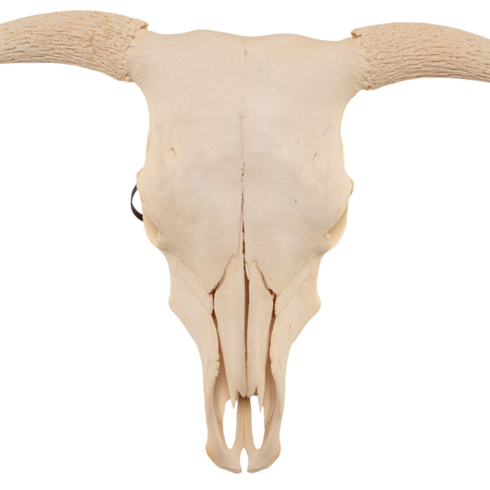 Real Domestic Cow Skull without Horns