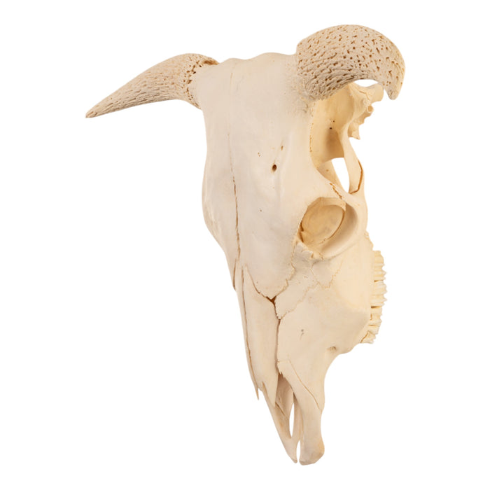 Real Domestic Cow Skull without Horns