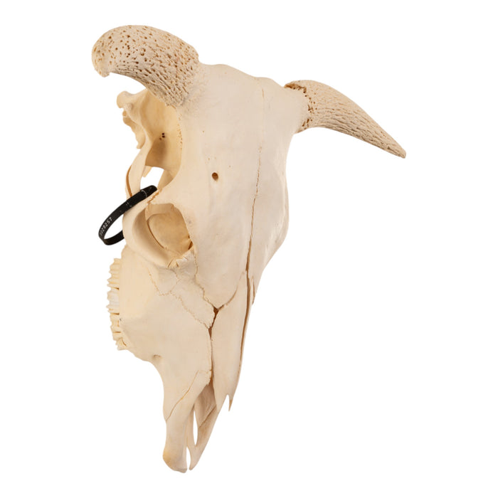 Real Domestic Cow Skull without Horns