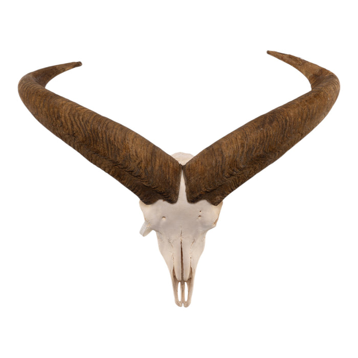 Real Aoudad Skull