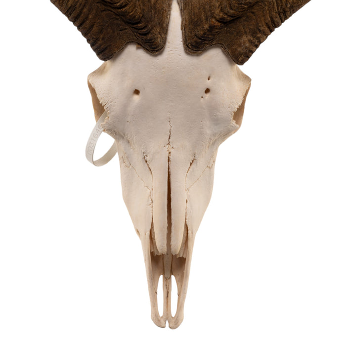 Real Aoudad Skull