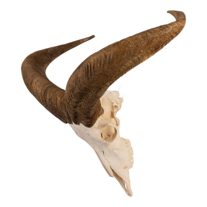 Real Aoudad Skull