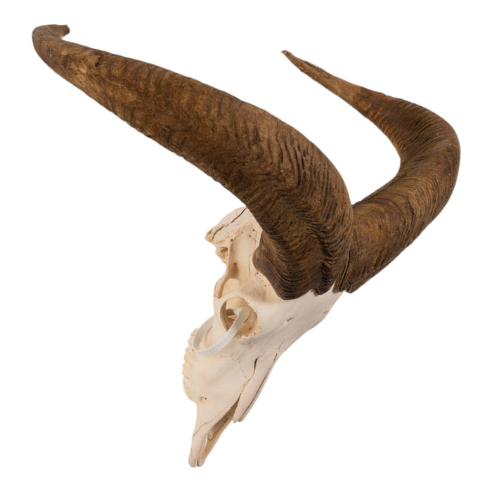 Real Aoudad Skull