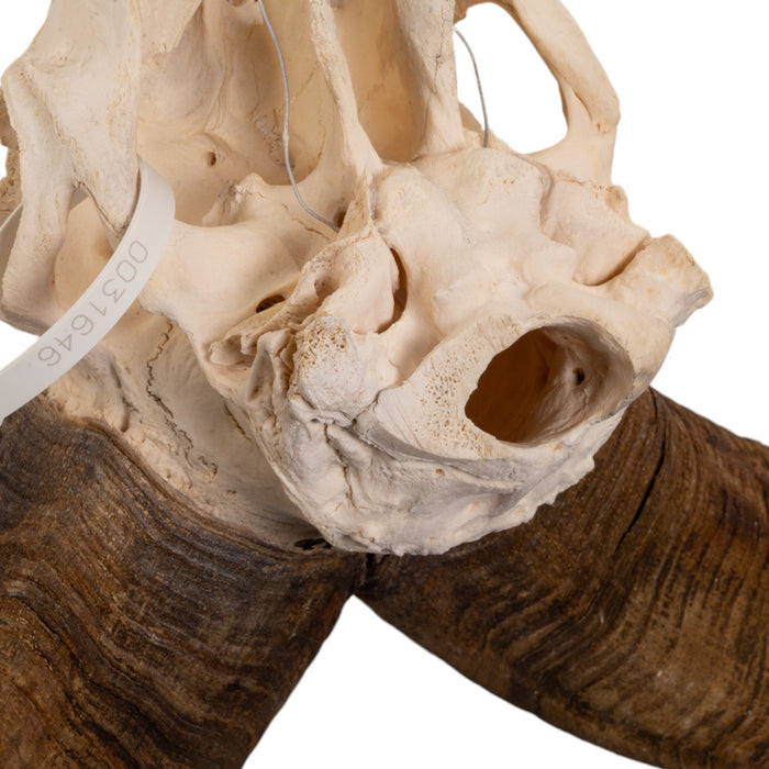 Real Aoudad Skull