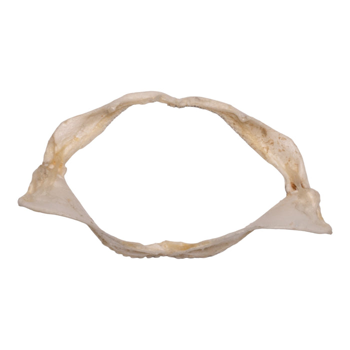 Real Coral Catshark Jaw (2")