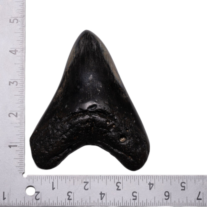 Real Megalodon Tooth