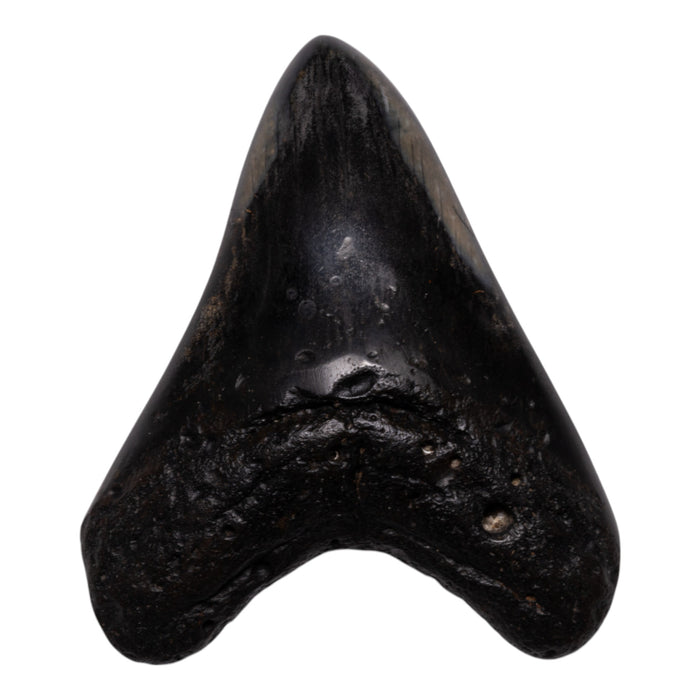 Real Megalodon Tooth