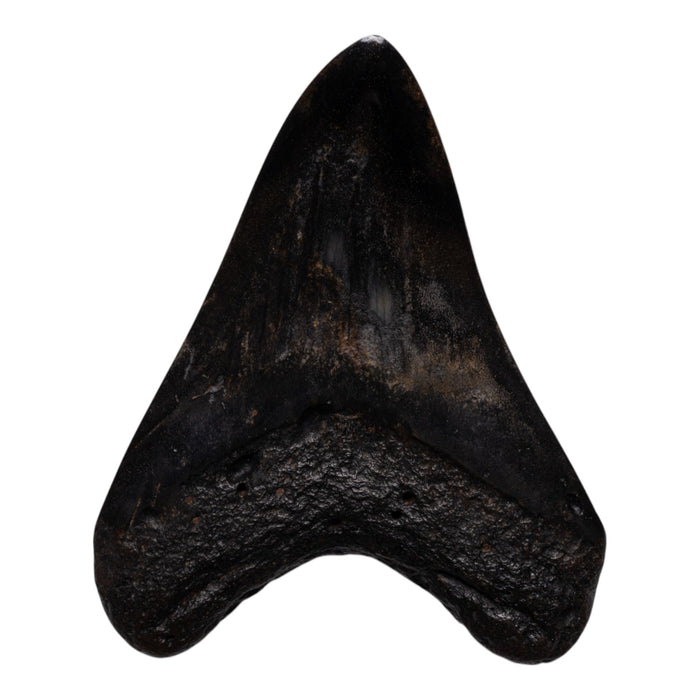 Real Megalodon Tooth