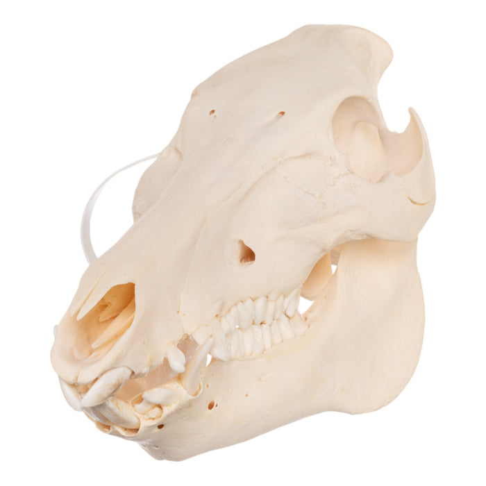 Real Domestic Pig Skull - Adolescent