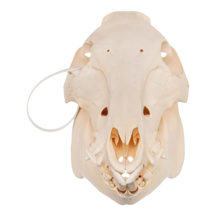 Real Domestic Pig Skull - Adolescent