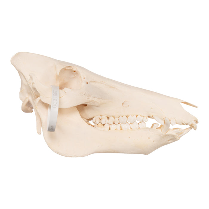 Real Domestic Pig Skull - Adolescent