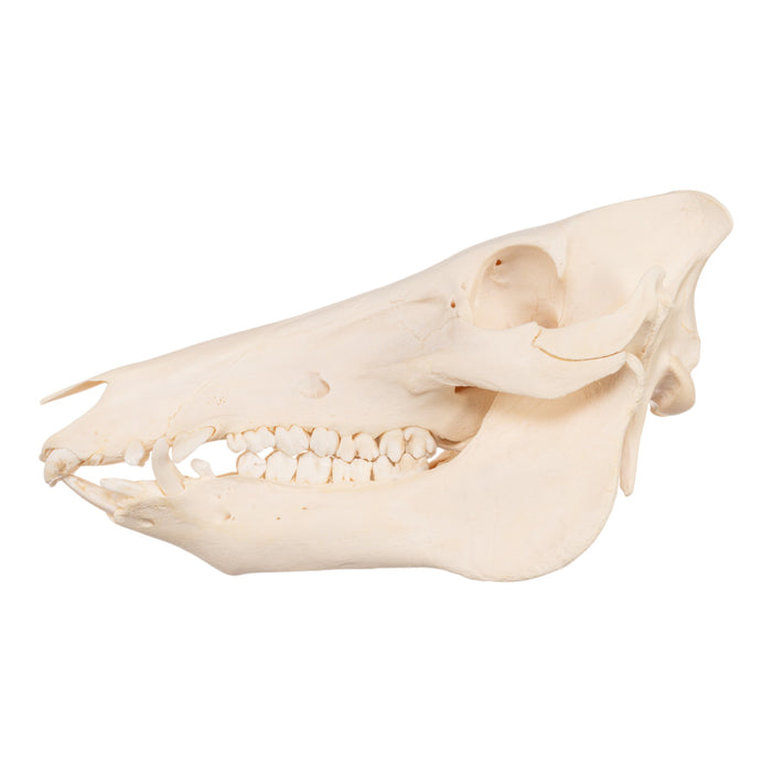 Real Domestic Pig Skull - Adolescent