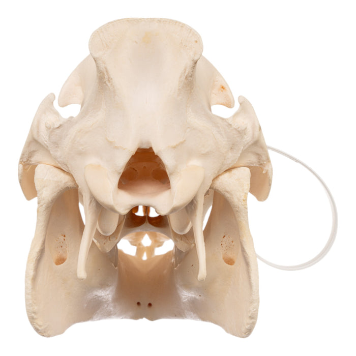 Real Domestic Pig Skull - Adolescent