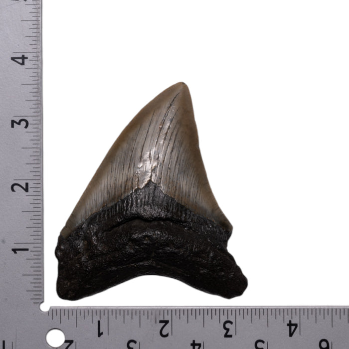 Real Megalodon Tooth